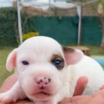Jack Russel (144)