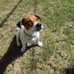 Jack Russel (167)