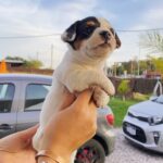 Jack Russel (168)