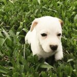 Jack Russel (179)