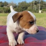 Jack Russel (203)