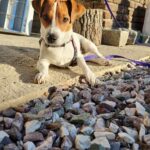 Jack Russel (204)