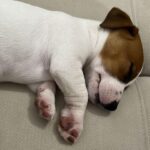 Jack Russel (215)