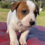 Jack Russel (216)