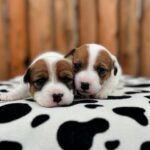 Jack Russel (24)