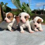 Jack Russel (36)