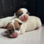 Jack Russel (47)