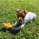 Jack Russel (59)
