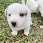 Jack Russel Uruguay (10)
