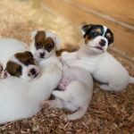Jack Russel Uruguay (101)