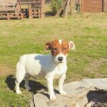 Jack Russel Uruguay (103)