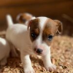Jack Russel Uruguay (105)