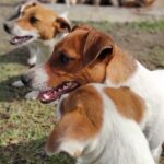 Jack Russel Uruguay (106)