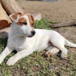 Jack Russel Uruguay (109)