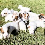 Jack Russel Uruguay (11)