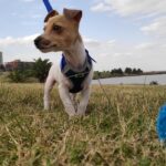 Jack Russel Uruguay (110)
