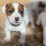 Jack Russel Uruguay (111)