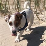 Jack Russel Uruguay (112)