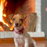 Jack Russel Uruguay (113)