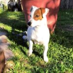 Jack Russel Uruguay (114)