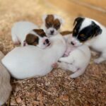 Jack Russel Uruguay (115)