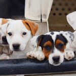 Jack Russel Uruguay (117)