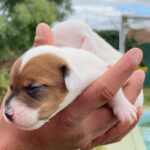 Jack Russel Uruguay (118)