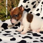 Jack Russel Uruguay (119)