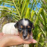 Jack Russel Uruguay (12)