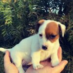 Jack Russel Uruguay (120)