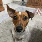Jack Russel Uruguay (121)