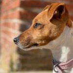 Jack Russel Uruguay (122)