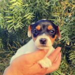 Jack Russel Uruguay (123)