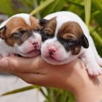 Jack Russel Uruguay (124)