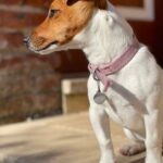 Jack Russel Uruguay (126)