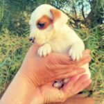 Jack Russel Uruguay (127)