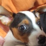 Jack Russel Uruguay (128)