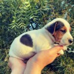 Jack Russel Uruguay (129)
