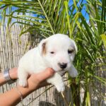 Jack Russel Uruguay (13)