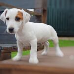 Jack Russel Uruguay (130)