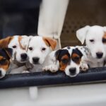 Jack Russel Uruguay (131)