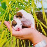Jack Russel Uruguay (132)