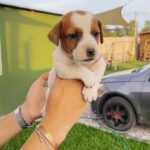 Jack Russel Uruguay (133)