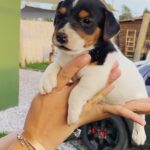 Jack Russel Uruguay (134)