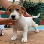 Jack Russel Uruguay (135)