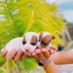 Jack Russel Uruguay (136)