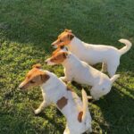 Jack Russel Uruguay (137)