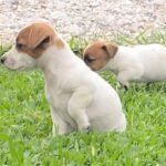 Jack Russel Uruguay (138)
