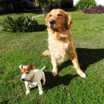 Jack Russel Uruguay (14)