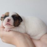 Jack Russel Uruguay (140)